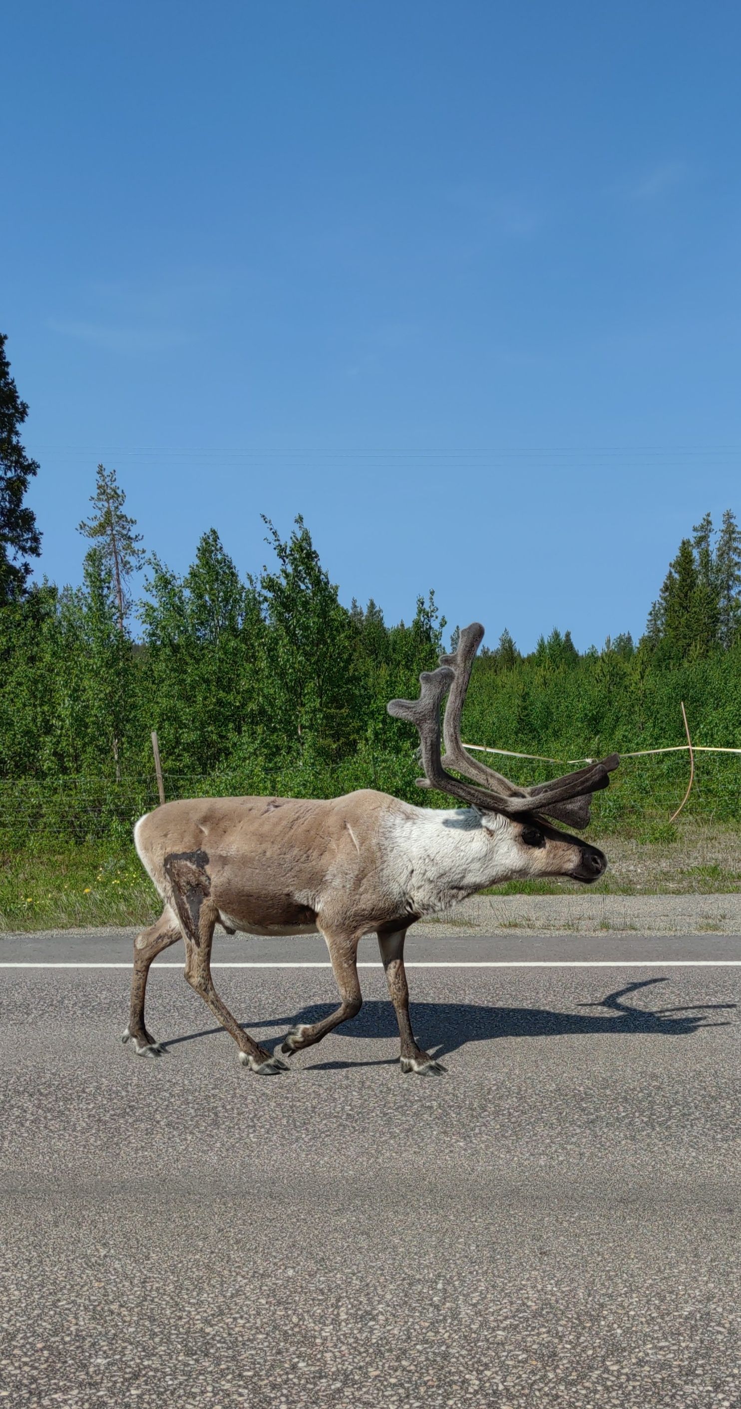 Cycling from Strasbourg (France) to Nordkapp: My 5,000 km Nordic Odyssey in 37 Days